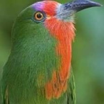 image of bird