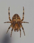 image of garden_spider