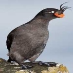 image of bird
