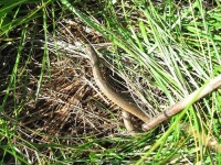image of thunder_snake