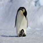 image of bird