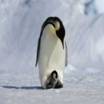 image of emperor_penguin #13