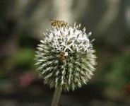 image of flower