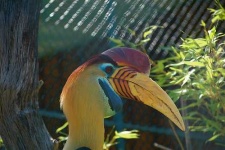 image of hornbill