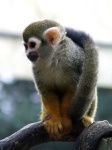 image of squirrel_monkey