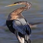 image of bird