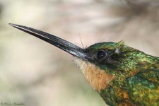 image of jacamar