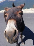 image of animal