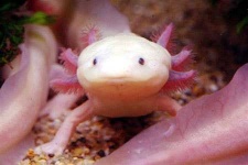 image of axolotl