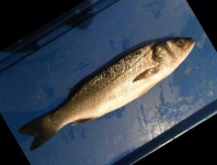 image of fish