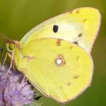 image of animal