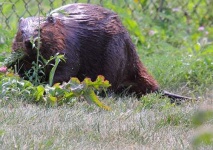 image of beaver