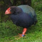 image of bird