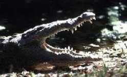 image of animal
