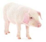 image of pig