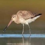 image of bar_tailed_godwit #15