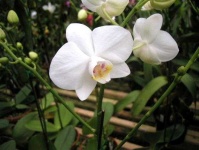 image of moon_orchid #20