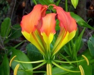 image of flower