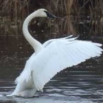 image of bird