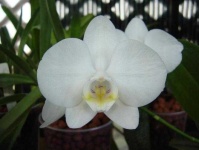 image of moon_orchid #3