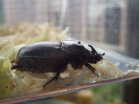 image of rhinoceros_beetle #11