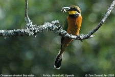 image of bee_eater #0