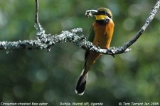 image of bee_eater