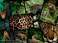 image of jaguar_car