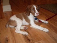 image of brittany_spaniel