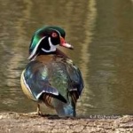 image of bird