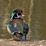 image of wood_duck #33