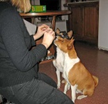 image of basenji
