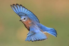 image of bluebird