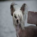 image of animal