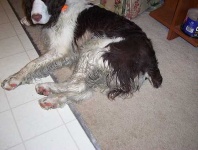 image of english_springer