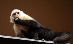 image of capuchin