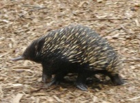 image of echidna