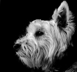 image of west_highland_white_terrier