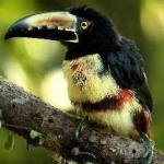 image of bird
