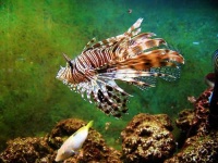 image of lionfish