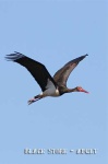 image of black_stork
