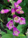 image of flower