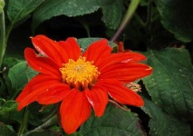 image of flower
