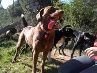 image of chesapeake_bay_retriever