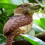 image of bird