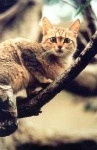 image of wild_cat #29