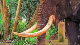 image of tusker