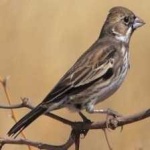 image of bird