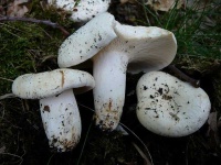 image of mushrooms