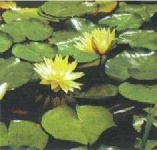 image of water_lilly